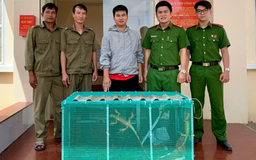 Một người dân tự nguyện giao nộp 10 con rồng Nam Mỹ cho công an