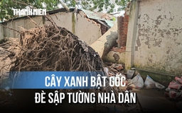 Lời kể vụ cây xanh ngã đè sập tường nhà dân, người đàn ông thoát nạn gang tấc
