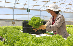 Hà Nội tăng cường kiểm tra, giám sát an toàn thực phẩm sản phẩm trồng trọt