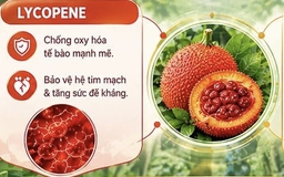Dược chất bảo vệ tim mạch có trong quả gấc Việt Nam