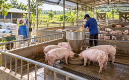 Giá heo hơi ngày 14.10.2026: Đà giảm tiếp diễn, có nơi chỉ còn 50.000 đồng/kg
