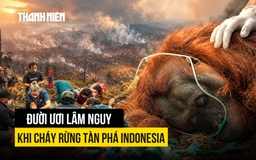 Đười ươi lâm nguy khi cháy rừng tàn phá môi trường sống ở Indonesia