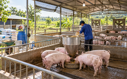 Giá heo hơi hôm nay 21.10.2026: Thấp nhất 47.000 đồng/kg