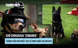 Chó Chihuahua gia nhập Vệ binh Quốc gia Mexico với nhiệm vụ gì?