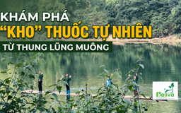 Cùng sống xanh 172: Khám phá rừng dược liệu dân gian chăm sóc sức khỏe cộng đồng từ thung lũng Muông