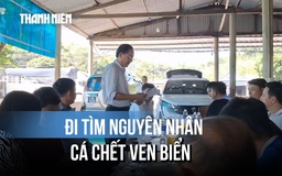 Lập đoàn kiểm tra, tìm nguyên nhân cá chết bất thường ven biển Quảng Trị