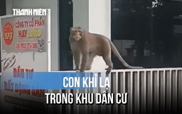 Khỉ lớn quậy phá kiếm ăn ở khu dân cư, nhiều người dè chừng