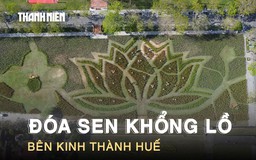 Chiêm ngưỡng đóa sen khổng lồ từ 50.000 chậu hoa rực rỡ bên kinh thành Huế