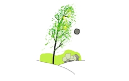 Nhớ Mimosa - Thơ của Vũ Trọng Quang