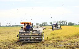 Cần Thơ thông qua chính sách hỗ trợ khôi phục sản xuất nông nghiệp sau thiên tai