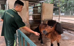 Lần đầu ở Thảo Cầm Viên Sài Gòn: Ngựa lùn, dê, cừu… lên tàu du xuân