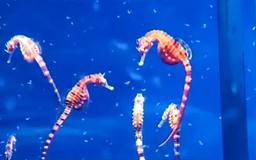 Năm Ngọ kể chuyện cá ngựa bố mang thai