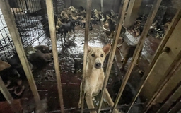 Làng giết mổ chó lớn nhất Hà Nội: Nhiều người bỏ nghề