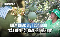 Bưởi chưng tết trồng trên đất phèn 'cắt đến đâu bán hết đến đó' có gì đặc biệt?