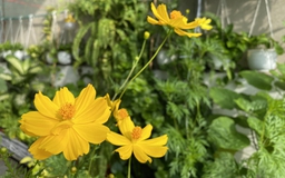 Về quê ăn tết 1 - 2 tuần, tưới cây thế nào để không héo?