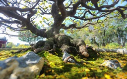 Hoàng mai Huế 'đột biến' được định giá 8 tỉ đồng, khách trả 3 tỉ vẫn chưa bán