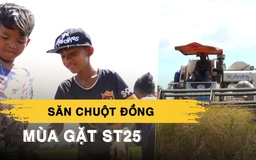 Về miền Tây mùa gặt ST25 xem trẻ con háo hức săn chuột đồng ăn tết