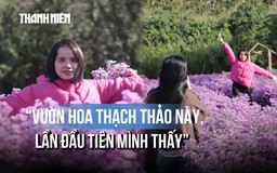 Vườn thạch thảo, cẩm tú cầu nở rộ giữa cao nguyên Đắk Lắk, giới trẻ đổ xô check-in