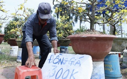 Chiều 29 tết: Chợ hoa Đà Nẵng trầm lắng, tiểu thương 'xả hàng' vẫn ế ẩm