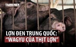 Bất ngờ loại 'Wagyu thịt lợn' lên ngôi tết này ở Trung Quốc