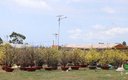 Mai nở sớm, nhà vườn buồn bã chờ xe đến chợ hoa tết Phú Quốc chở về