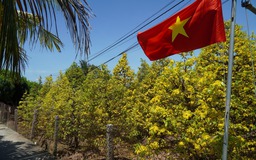 Những cây mai 'may mắn' ở Làng mai vàng Phước Định