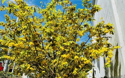 Từ mùng 4 tết, Nam bộ nắng nóng đến 36 độ C