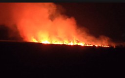 Cháy rừng, nơi đàn sếu đầu đỏ từng về kiếm ăn