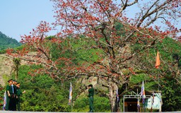 Hoa gạo đỏ rực giữa đại ngàn Trường Sơn ở ngã ba Bến Giằng