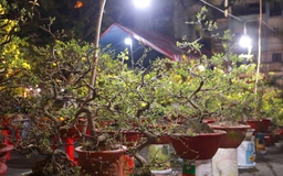 Mai tết trúng đậm, 2 phường ở Gia Lai thu hơn 140 tỉ đồng