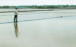 Cà Mau: Mưa trái mùa liên tục 2 ngày, hơn 9.100 tấn muối tan thành nước