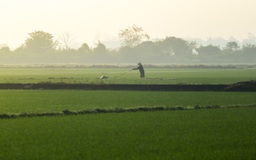 Nhìn từ trên cao: Cánh đồng Huế hồi sinh xanh mướt sau 4 trận lũ lịch sử