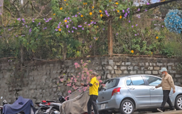 Công an mời người chặt hoa mai anh đào ở Đà Lạt làm việc