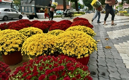 Hoa tết mọi miền khoe sắc giữa lòng TP.HCM