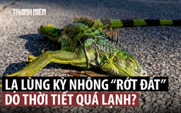 Kỳ nhông 'rơi rụng' vì lạnh, chính quyền Florida khuyến khích dân bắt nộp