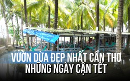 Vườn dừa đẹp nhất Cần Thơ tấp nập đón khách ngày giáp Tết Bính Ngọ
