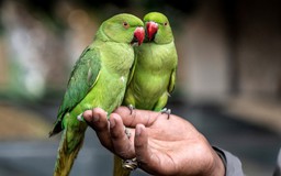 Campuchia cảnh báo nguy cơ nhiễm bệnh 'sốt vẹt'