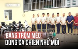 Bắt băng nhóm trộm mèo dùng cá chiên nhử mồi, xịt hơi cay chống trả người dân