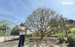 Cây mai vàng hơn 70 năm tuổi được 'hét giá' 3,5 tỉ đồng: Chủ khẳng định độc nhất vô nhị