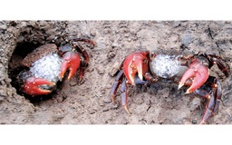 Chuyện ít biết về chù ụ - đặc sản kín tiếng của rừng ngập mặn Cà Mau