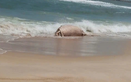 Xác cá voi dạt vào bờ biển tại Mỹ Thủy ở Quảng Trị 