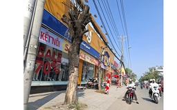 Nhiều cây xanh chết khô trên đường