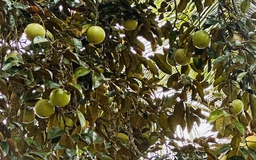 Cà Mau: Cây lâu năm nào được phép chuyển đổi trên đất trồng lúa?