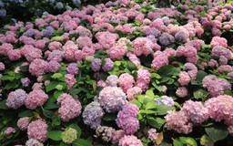 Vườn cẩm tú cầu 'view triệu đô' bất ngờ gây sốt giữa trung tâm TP.HCM