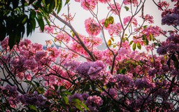 Nhìn từ trên cao: Hoa điệp vàng, kèn hồng khoe sắc ở 'khu nhà giàu' Phú Mỹ Hưng