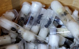 Giấu 2.000 con kiến trong hành lý qua sân bay