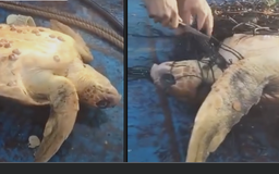 Clip rùa mắc lưới bơi đến thuyền cầu cứu gây xúc động, hút 16 triệu lượt xem