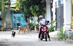 Cần giải pháp 'nặng đô' với nạn chó thả rông