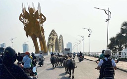 Bất ngờ đàn trâu băng qua cầu Rồng, 'dạo phố' giữa trung tâm Đà Nẵng