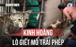 Kinh hoàng bên trong lò giết mổ chó mèo trái phép